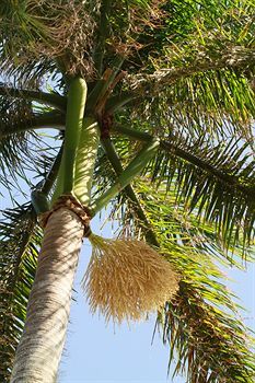 Royal Palms Hamilton City